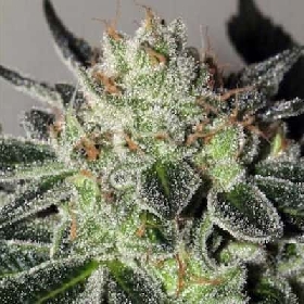 Mimosa Cookies > Mamiko Seeds